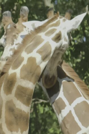 El zoo del Bronx. T(T5). El zoo del Bronx (T5): Danza de jirafas