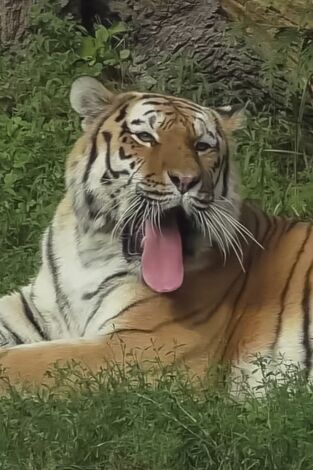El zoo del Bronx. T(T5). El zoo del Bronx (T5): Gatos nuevos en el barrio