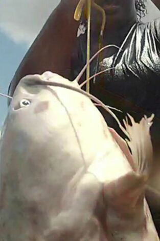 Pesca alternativa. Pesca alternativa: El coro de los siluros cantantes