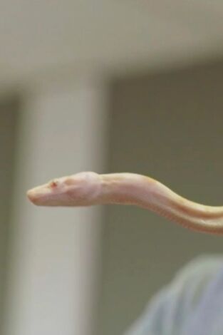 Terrarios XXL. T(T1). Terrarios XXL (T1): Territorio de la serpiente samurái