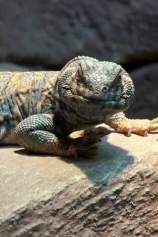 Terrarios XXL. T(T1). Terrarios XXL (T1): El recinto para el uromastyx