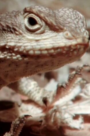 Terrarios XXL. T(T1). Terrarios XXL (T1): Agamas del Salvaje Oeste