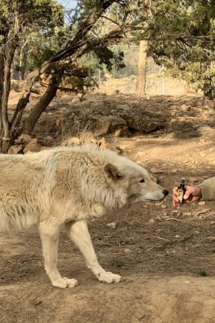 ¿Cómo lo hacen? Mundo animal. ¿Cómo lo hacen? Mundo...: Cangrejos decorativos y leones ruidosos
