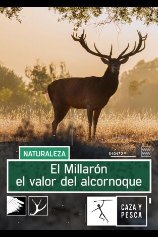 El Millarón. El valor del Alcornoque
