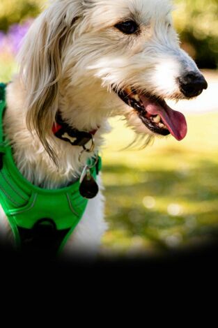 The Dog House. T(T5). The Dog House (T5): Ep.5