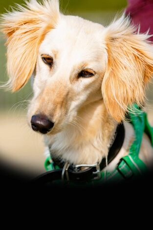 The Dog House. T(T5). The Dog House (T5): Ep.9