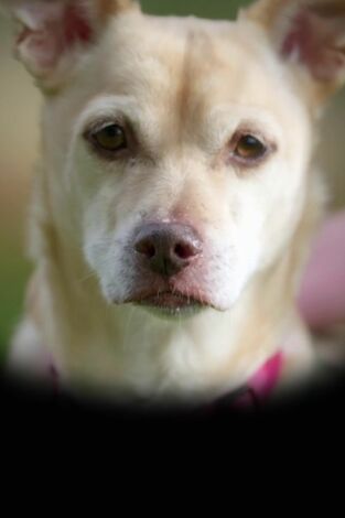 The Dog House. T(T5). The Dog House (T5): Ep.11