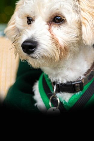 The Dog House. T(T4). The Dog House (T4): Ep.3