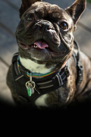 The Dog House. T(T4). The Dog House (T4): Ep.6