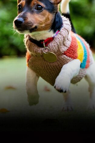 The Dog House. T(T3). The Dog House (T3): Ep.5