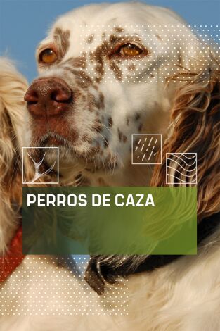 Perros de caza
