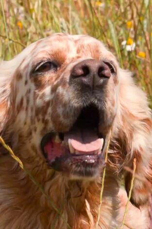 Perros de caza. T(T1). Perros de caza (T1): Setter inglés