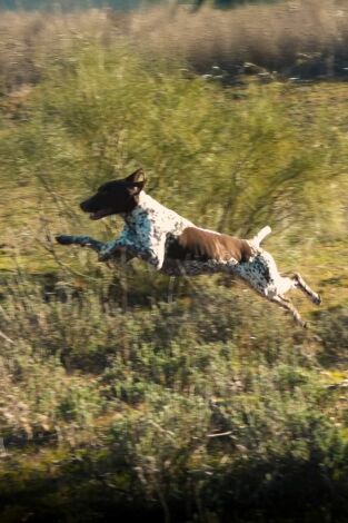 Perros de caza. T(T1). Perros de caza (T1): Braco alemán
