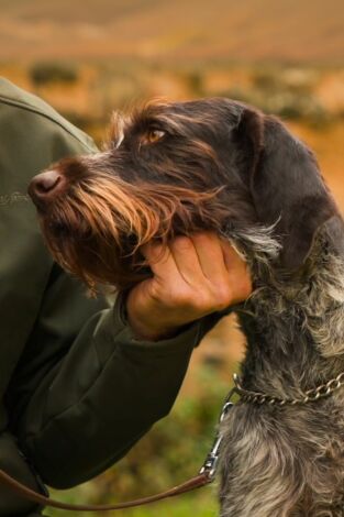 Perros de caza. T(T1). Perros de caza (T1): Drahthaar