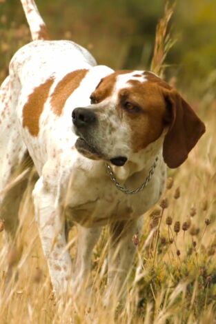Perros de caza. T(T1). Perros de caza (T1): Pointer