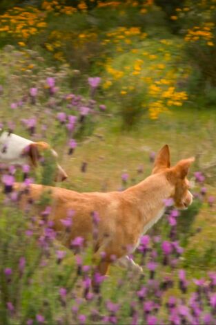 Perros de caza. T(T1). Perros de caza (T1): Podenco