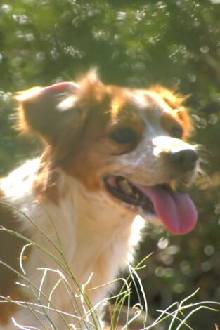 Perros de caza. T(T1). Perros de caza (T1): Spaniel bretón