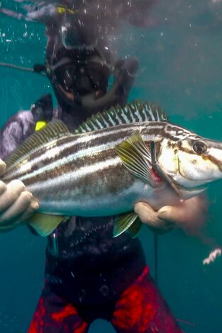 Pesca submarina en los mares del sur. Pesca submarina en los...: Arún de aleta azul