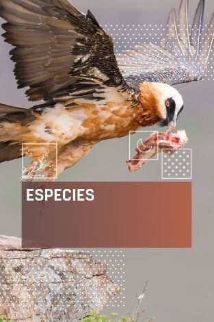 Especies