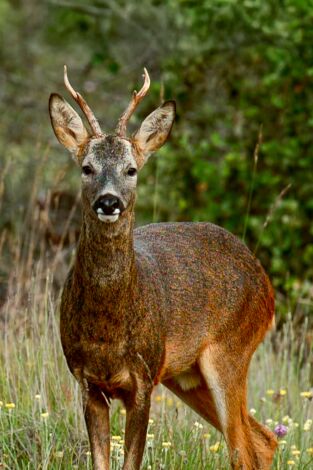 Especies. T(T3). Especies (T3): Corzo