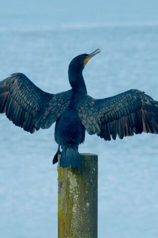 Especies. T(T3). Especies (T3): Cormorán moñudo