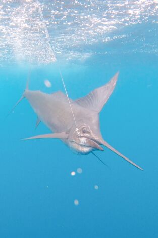 American Fishing. T(T1). American Fishing (T1): El Pez Vela Pacífico Sur