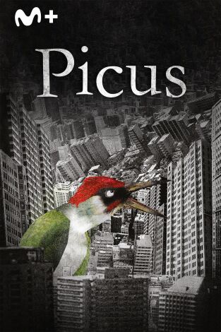 Picus
