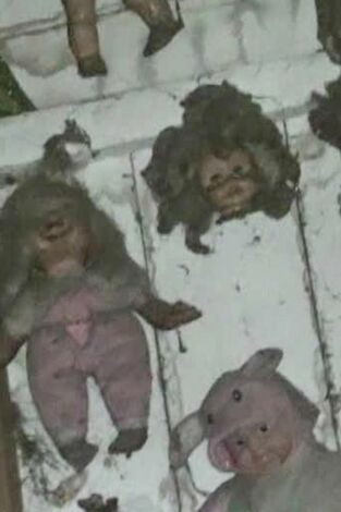 Buscadores de fantasmas. T(T12). Buscadores de... (T12): Isla de las Muñecas