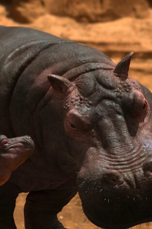 Jane. T(T3). Jane (T3): Hippopotamus amphibius