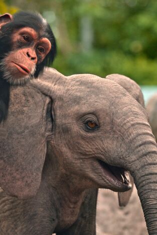 Jane. T(T3). Jane (T3): Loxodonta africana