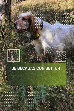 De becadas con setter