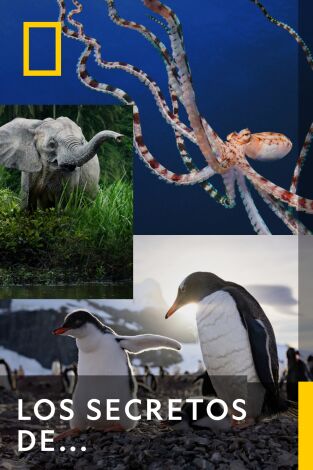 Los secretos de los pingüinos