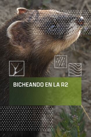 Bicheando en la R2