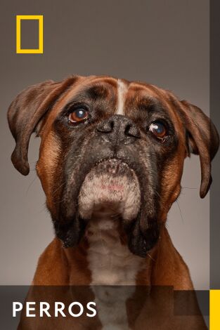 Perros. Perros 