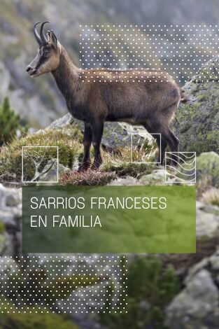 Sarrios franceses en familia