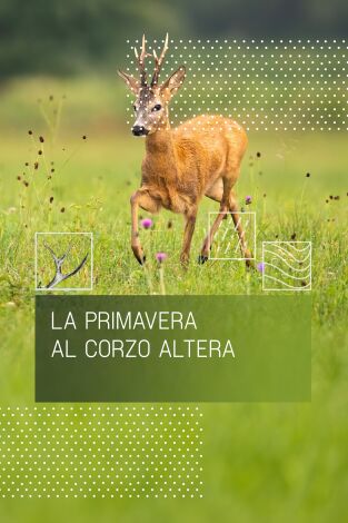 La primavera al corzo altera
