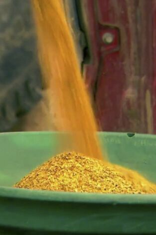 La fiebre del oro. T(T6). La fiebre del oro (T6): La dura verdad del oro