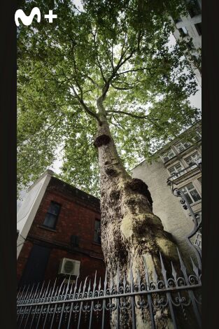 La vida secreta de los árboles. La vida secreta de los...: La edad adulta