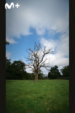 La vida secreta de los árboles. La vida secreta de los...: La vejez
