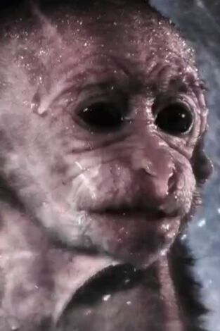 Monkey City. Monkey City: Nacido en la tormenta