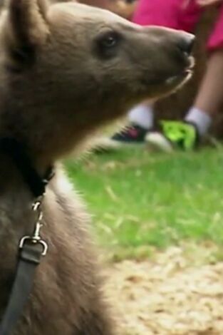 Bienvenidos a Porter Ridge. Bienvenidos a Porter...: Feria en Bear Country