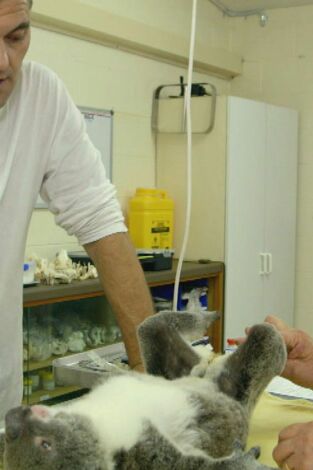 Wild Frank en Australia. Wild Frank en Australia: Ep.5