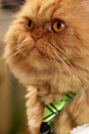 El encantador de gatos, Season 9. T(T8). El encantador de... (T8): El intrépido Max