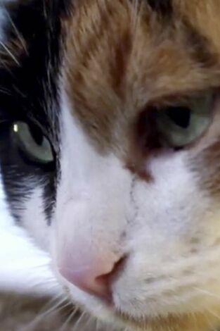 El encantador de gatos, Season 9. T(T8). El encantador de... (T8): Gato abusón