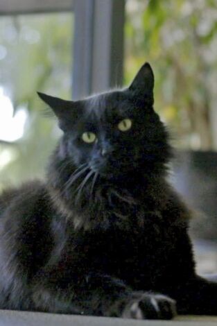 El encantador de gatos. T(T10). El encantador de... (T10): La última batalla de Fluffy