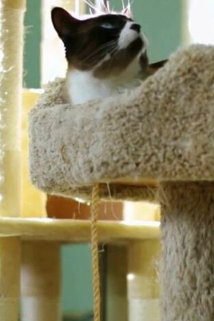 El encantador de gatos. T(T10). El encantador de... (T10): Mi gato terapéutico necesita terapia