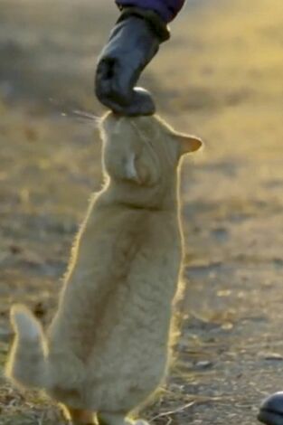 El encantador de gatos. T(T10). El encantador de... (T10): Los gatos olvidados de Filadelfia