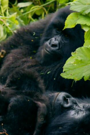 Wild Frank Gorilas. Wild Frank Gorilas: Ep.5