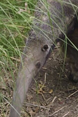 El zoo del Bronx. T(T4). El zoo del Bronx (T4): Velcro el Increíble