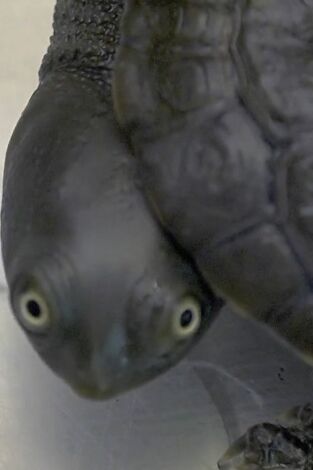 El zoo del Bronx. T(T4). El zoo del Bronx (T4): El esperado retorno de las tortugas